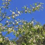 Acacia acanthaster Virág