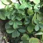 Potentilla montana Leaf