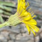 Tolpis staticifolia Цвят