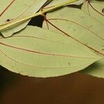 Miconia fragilis Leaf