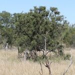 Koeberlinia spinosa Habit