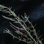 Epilobium cylindricum Характер