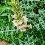 Acanthus montanus Λουλούδι