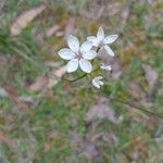 Burchardia umbellata Blodyn