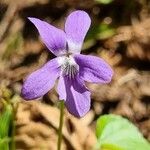 Viola canina Blüte