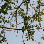 Lannea welwitschii Habitus