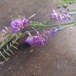 Vicia craccaFlower