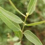 Apocynum venetum Leaf