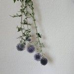 Echinops bannaticus പുഷ്പം