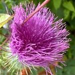 Cirsium edule Fleur