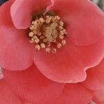 Chaenomeles japonica Çiçek