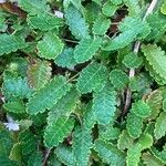 Dryas octopetala Leaf