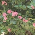 Ixora chinensis Цвят