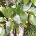 Nothofagus nitida अन्य