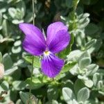 Viola bubanii Fiore