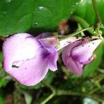 Impatiens macroptera Flor