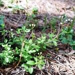 Galium rotundifolium عادت داشتن