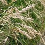 Bromus secalinus 果實