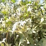 Jasminum fluminenseКвітка