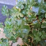 Pelargonium peltatumBlad
