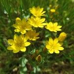 Blackstonia perfoliataFlower