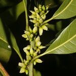 Pouteria caimito Fruit