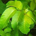 Holarrhena pubescens Leaf