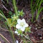 Parnassia palustris 花