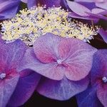 Hydrangea macrophylla Flor