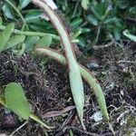 Elaphoglossum coursii Otro