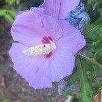 Hibiscus syriacusFlor