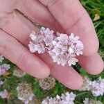 Armeria maritima Blüte