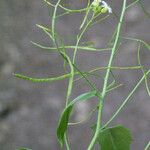 Arabidopsis cebennensis Mosusu
