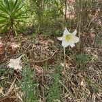 Lilium longiflorum 花