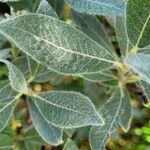 Salix glauca Leht