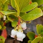 Arctostaphylos uva-ursi Цвят