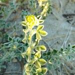 Medicago marina Levél