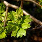 Crataegus azarolusΦύλλο