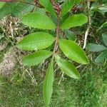 Schinus terebinthifolius Leaf