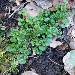 Cardamine hirsuta Lapas