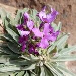 Matthiola maderensis Flor