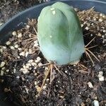 Echinopsis lageniformis Hoja