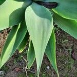 Agave attenuata পাতা