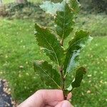 Nothofagus obliqua Lehti