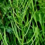 Brassica rapa Fruit