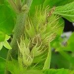 Acalypha aristata Flor
