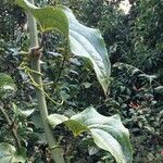Smilax subpubescens Other