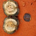 Irvingia excelsa Fruit