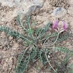 Astragalus incanus Blatt