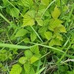 Rubus pruinosusFolha